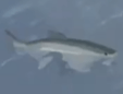The Flopping Salmon in Fisch