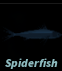 Spiderfish in Fisch