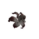 (㇏(^3^)ノ)withered🩸 lily 百合花