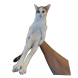 A beautiful cat being held