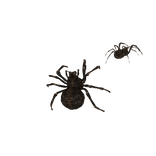 [Animated] Creepy Spider Infestation