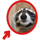 (Animated) Raccoon Pointing Red Circle Meme