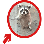 (Animated) Raccoon Pointing Red Circle Meme