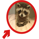 (Animated) Raccoon Pointing Red Circle Meme