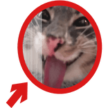 (Animated) Rigby Cat Pointing Arrow Meme