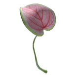 Anthurium Pink Leaf