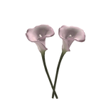 arum lily 马蹄莲 ♡