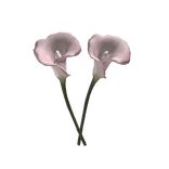 arum lily 马蹄莲 ♡