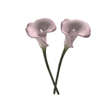 arum lily 马蹄莲 ♡