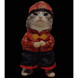 Asia Chill Cat Image