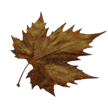 Authm Fall Leaf Eye Cover