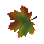 Autumn Leaf In Mouth
