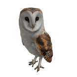 Barn Owl Left Shoulder Pet