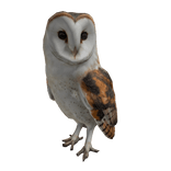 Barn Owl Right Shoulder Pet