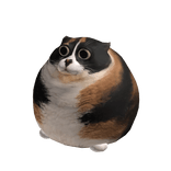 BIG Meme Cat