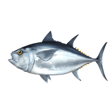 Big Tuna Catch
