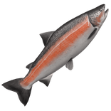 BIGGEST FISH EVER 🐟🍣