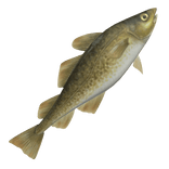 BIGGEST FISH EVER 🐟