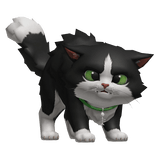Black Cat