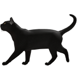 Black Cat