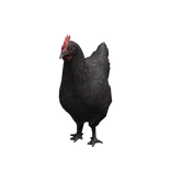 Black Chicken Suit