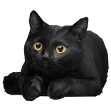 Black Cute Cat