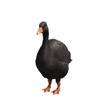 Black goose