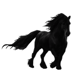 Black Horse Background