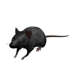 Black Rat Shirt