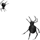 black spiders crawling face