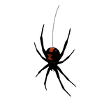 Black widow spider (for Korblox)