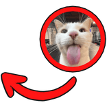 bleh cat red meme circle