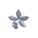 blue boat orchid 兰花 hair clip 