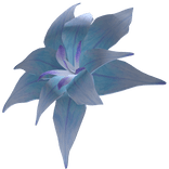 Blue Hibiscus Head Flower!