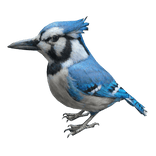 Blue Jay Left Shoulder Pet 