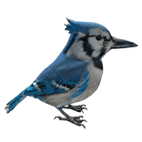 Blue Jay Right Sholder Pet 