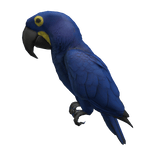 Blue Macaw Parrot ( Right Shoulder )