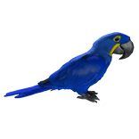 Blue Macaw Parrot Right Shoulder Pet