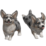 Blue Merle Welsh Corgi Puppy Dog Duo Waist Pet