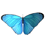 Blue Morpho Butterfly