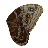 Blue Morpho Head Wings