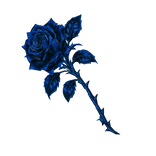 Blue Rose