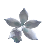 boat orchid 兰花 hair clip