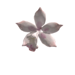 boat orchid 兰花 hair clip