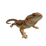 Brown/Tan Bearded Dragon Right Shoulder Pet
