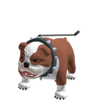 Butcher the English Bulldog