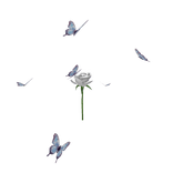 Butterfly aura white rose Hat