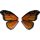 Butterfly Wings