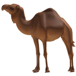 Camel