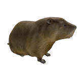 Capybara Right Shoulder Pet 